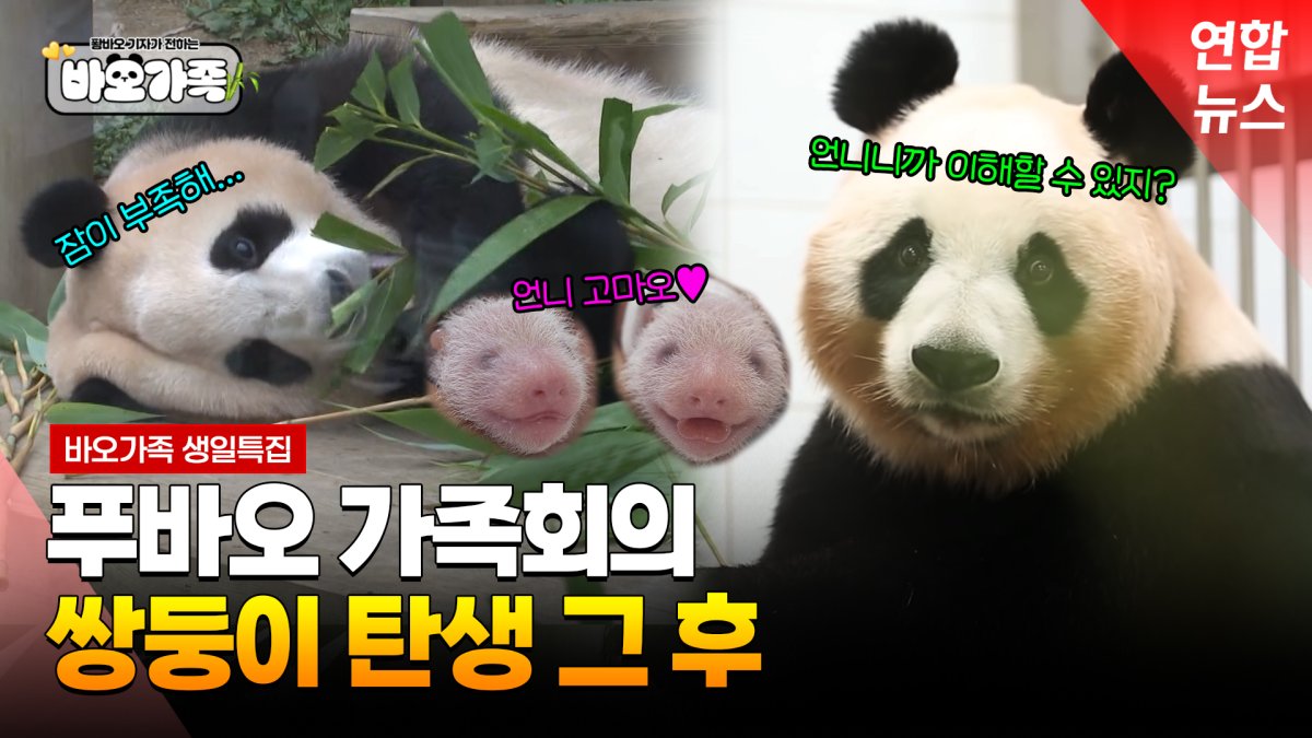 [영상] 국내 최초 쌍둥이 판다, 언제쯤 만날 수 있나