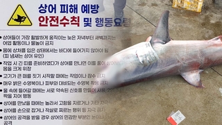 동해 출몰 잦아지는 상어, 왜?…난류 이동·수온 상승 영향