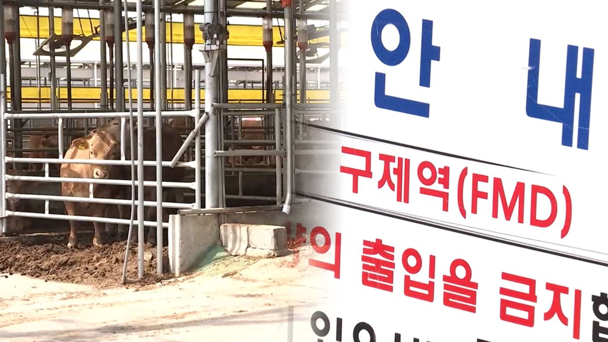 전남 영암 이어 무안 한우 농가서도 구제역 발생…방역당국 비상 | 연합뉴스