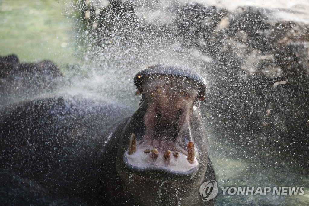 (AP=연합뉴스) 지난 2012년 7월 미국 필라델피아 동물원에서 호스로 물을 뿌려주자 하마가 입을 벌리고 있는 모습.
