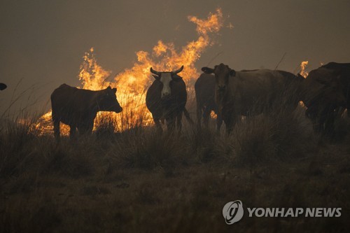 [월드&포토] 아르헨 산불에 목숨 잃고, 터전 잃는 동물들