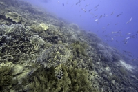 호주 10년간 암초 해양생물 500여종 개체수 감소…