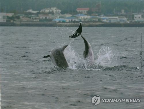 남방큰돌고래
