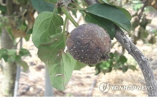 강원농업기술원, 원주 과수 농가 17곳 화상병 정밀 예찰