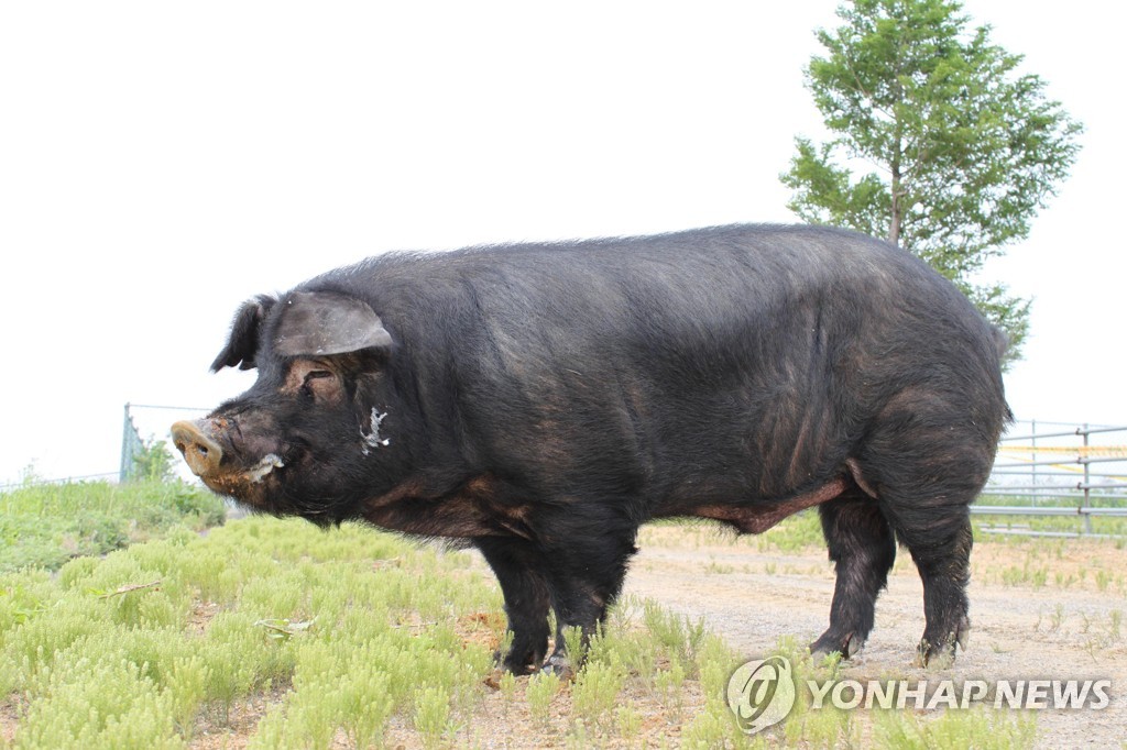 This undated file photo provided by the Rural Development Administration shows the "heukdon" breed of pig. (Yonhap)