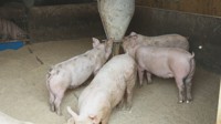 춘천 돼지농장서 아프리카돼지열병 발생…일시 이동중지명령