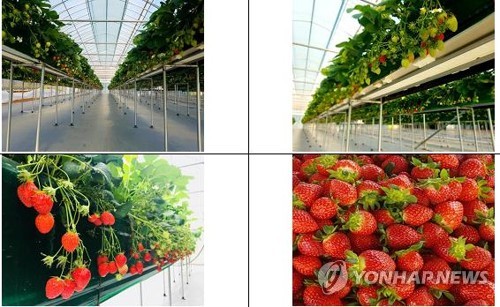딸기체험농장