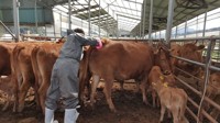 내일부터 소·염소 농가 구제역 백신 접종…위반시 과태료
