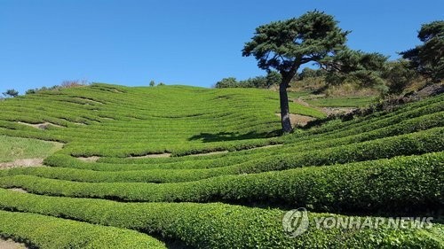 أكسبو هادونغ للشاي العالمي 2023