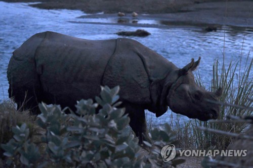 지난해 1월 네팔 남부 치트완 인근의 한 강에서 발견된 외뿔 코뿔소 