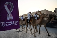[월드컵] 밀려드는 손님에 카타르 낙타들 '초과근무 중'