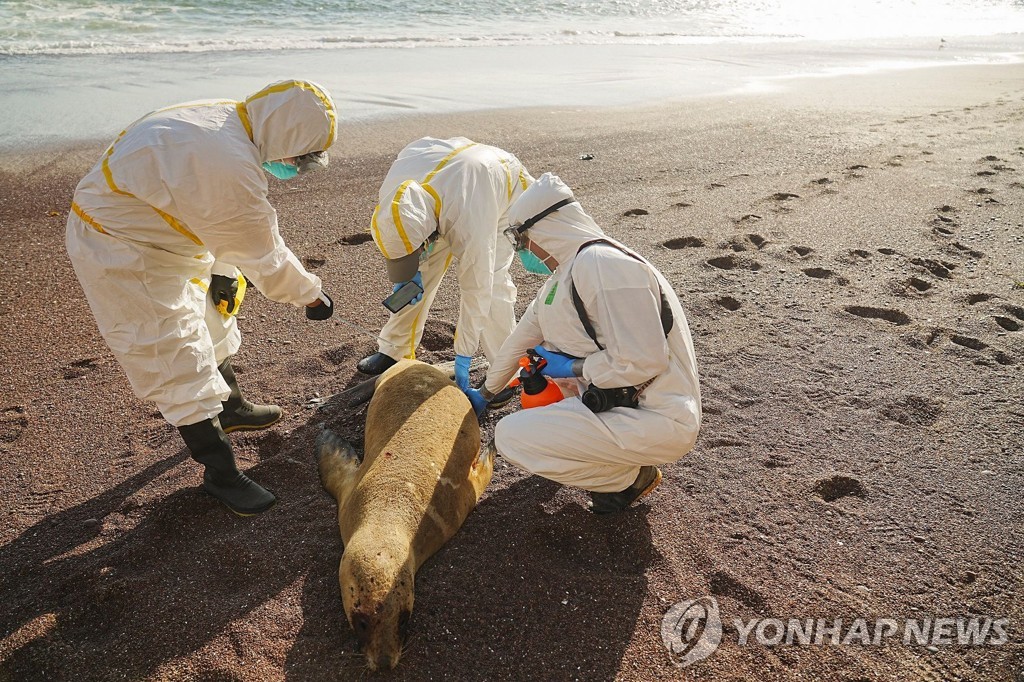 페루 해변가에 밀려온 바다사자 사체