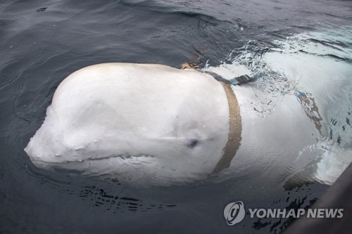2019년 4월 노르웨이 바다에서 띠를 맨 채로 발견된 흰돌고래 [AFP=연합뉴스 자료사진, 재판매 및 DB 금지]