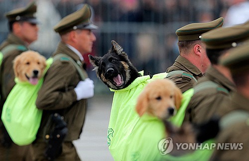 '강아지와 행군'…칠레 독립기념일 연례 군사 퍼레이드