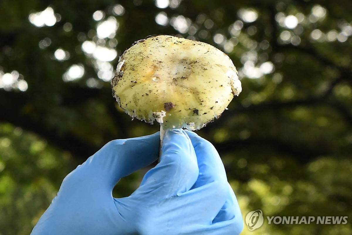 독버섯으로 시부모 등 3명 살해한 호주 여성 유죄평결