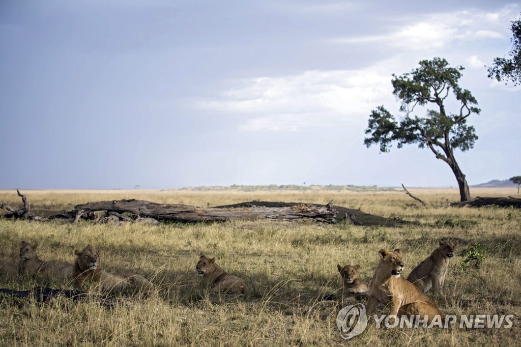 케냐 마사이마라 공원의 사자떼