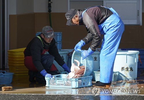 후쿠시마산 농어에서 세슘 기준치 초과 검출…"판매 자제"