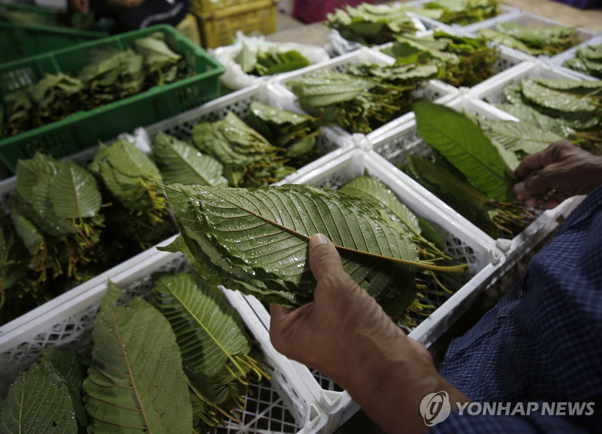 태국 방콕의 한 시장에 진열된 크라톰