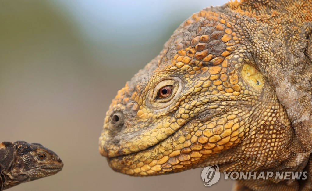 갈라파고스 이구아나