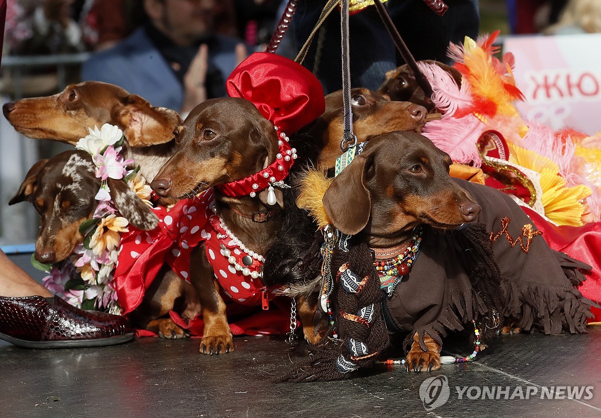 RUSSIA DACHSHUNDS PARADE
