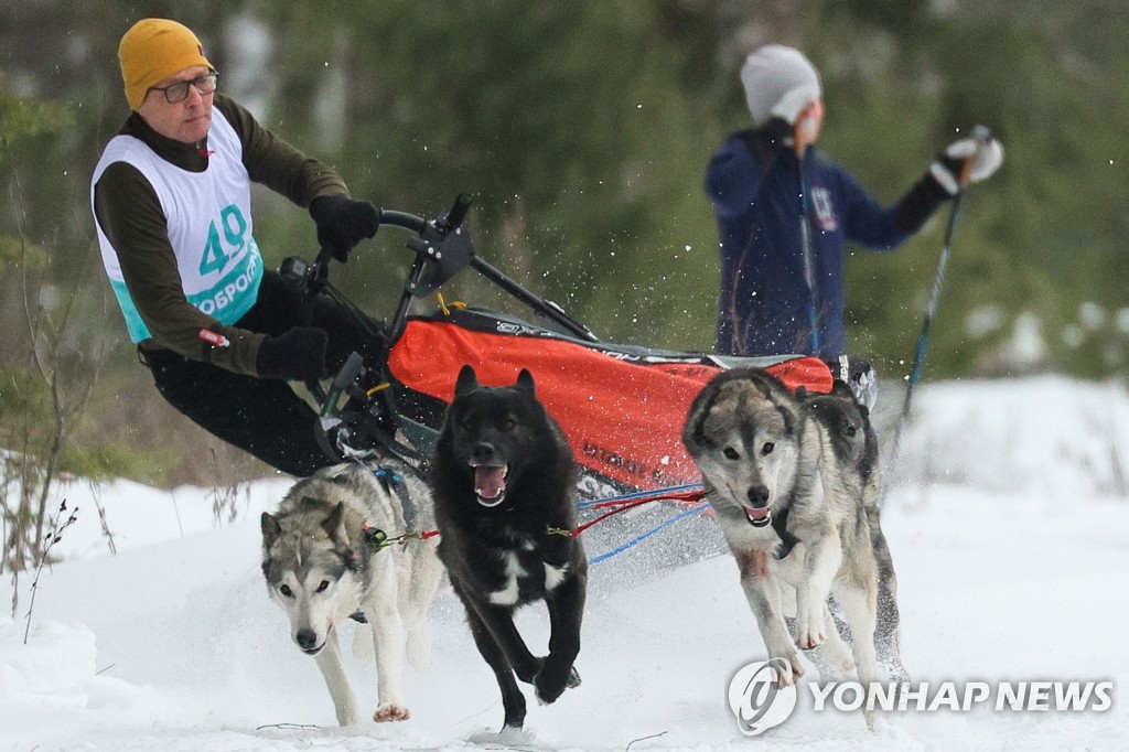 "힘차게 달려라!"…러시아, 도브로그라드 썰매견 경주대회