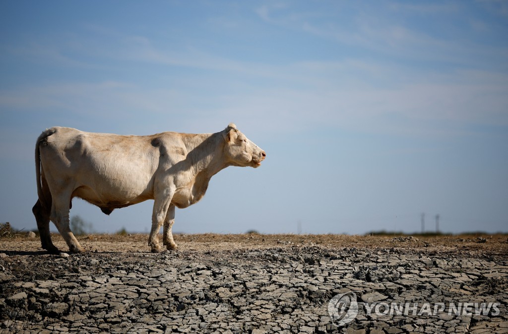 황무지된 프랑스 목초지를 헤매는 젖소