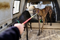 사냥철 끝나면 버려지는 개들…스페인 동물보호법안에 찬반 시끌