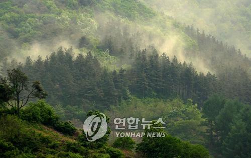 꽃가루 농도 '매우 높음'…비염·결막염 등 알레르기 주의