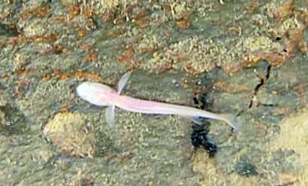 제주 용천동굴 호수서 발견한 눈먼 어류