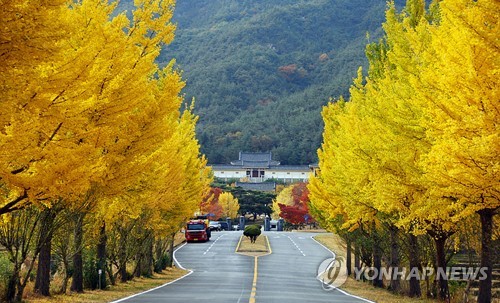 주변 1㎞ 은행나무길로 유명한 경주 통일전…관광명소 만든다