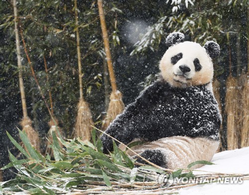 Panda dans la neige