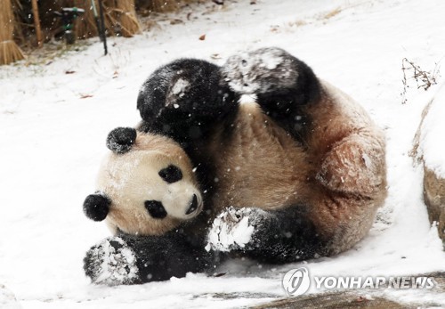 Panda en la nieve