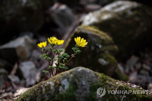 Adonis de printemps