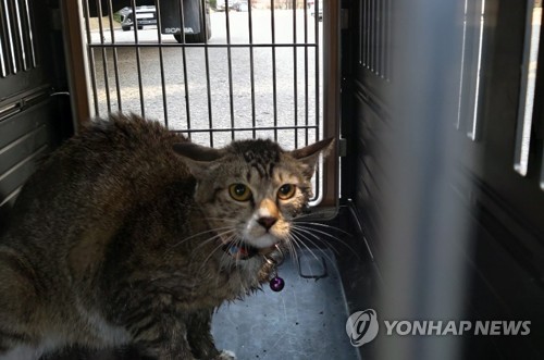 소방대원이 화재현장서 연기흡입 30대·심정지 고양이 살려