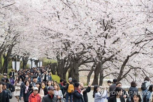 にぎわう桜祭り