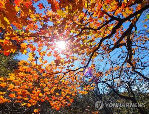 울긋불긋 단풍·은빛 억새·형형색색 국화까지…가을정취 절정 | 연합뉴스