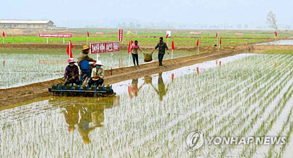N.K. paper urges all-out efforts to maximize rice production