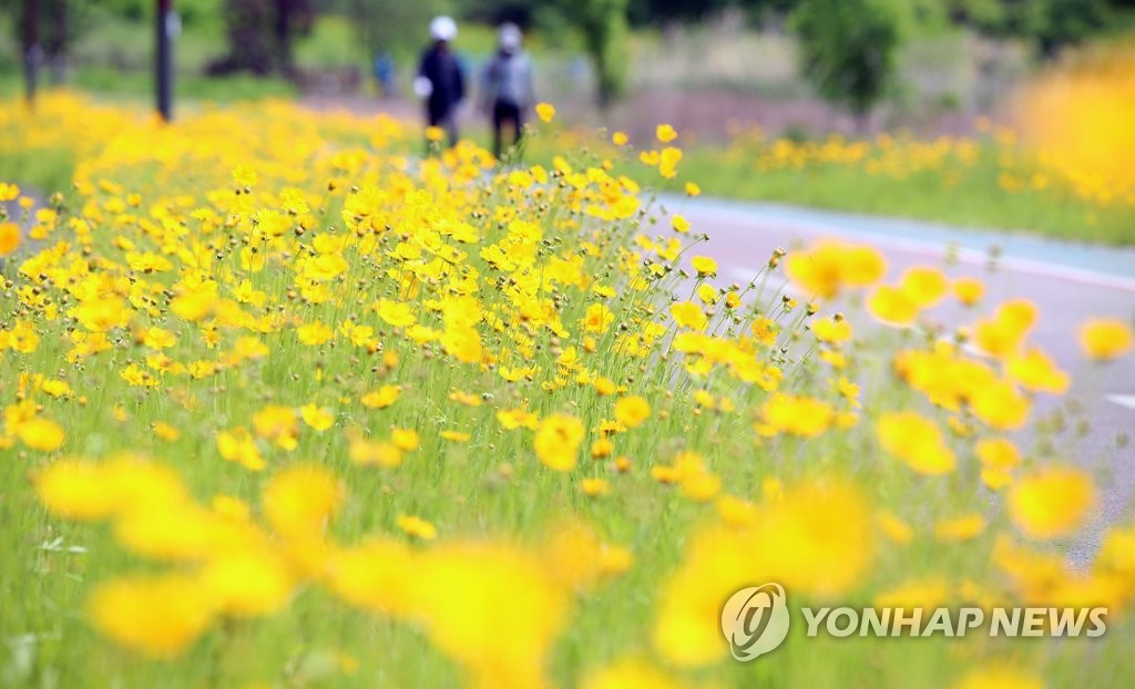 여름꽃 금계국 가득 | 연합뉴스