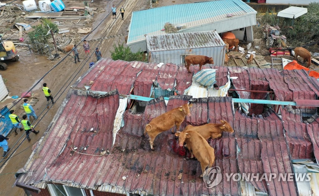 Cows stand on a rooftop in Gurye, South Jeolla Province, on Aug. 9, 2020, after fleeing from flooding due to the heavy rains that hit South Korea's central region. (Yonhap)