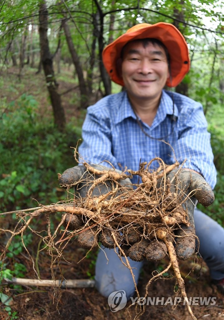Harvesting ginseng cultivated in wild Yonhap News Agency