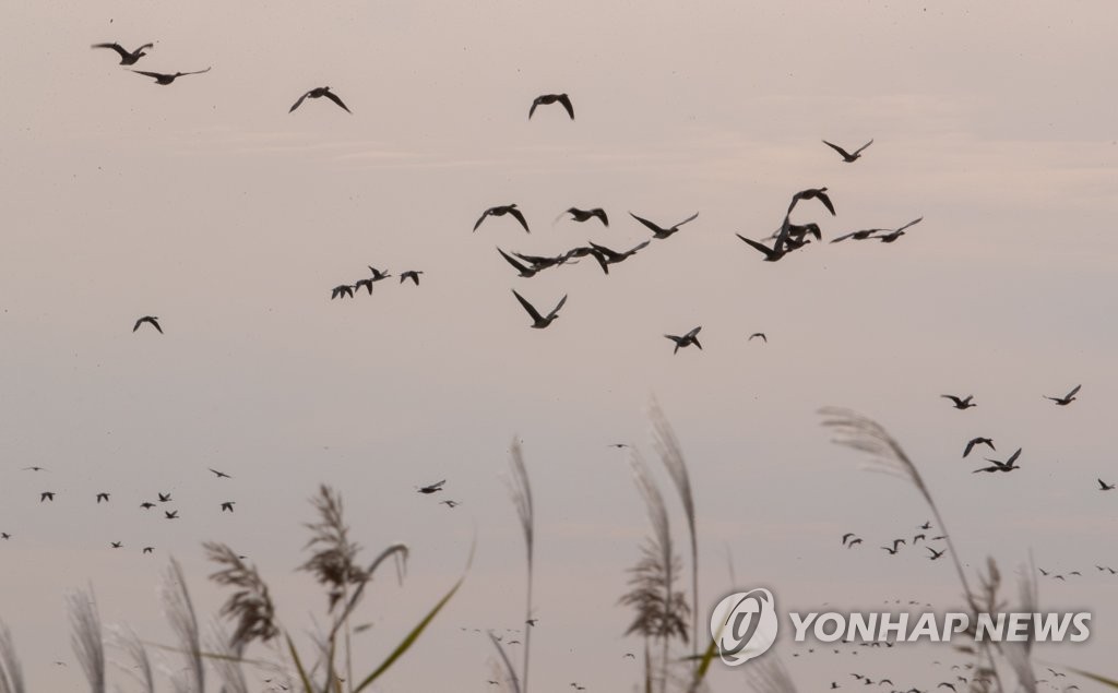 갈대와 억새 사이로 | 연합뉴스