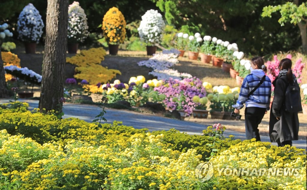 가을, 국화 향기 속으로 | 연합뉴스