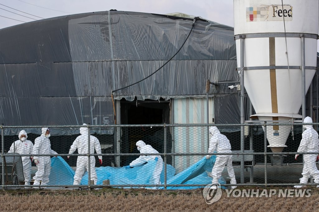 Officials prepare to cull ducks at a farm located in Naju, 355 kilometers south of Seoul, on Dec. 8, 2020, in line with efforts to prevent the spread of avian influenza. (Yonhap)