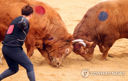 '힘의 격돌'…2022년 청도소싸움경기