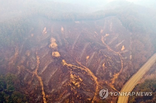 울진 산불 피해액 역대 최대 전망…이미 1천300억 육박(종합)
