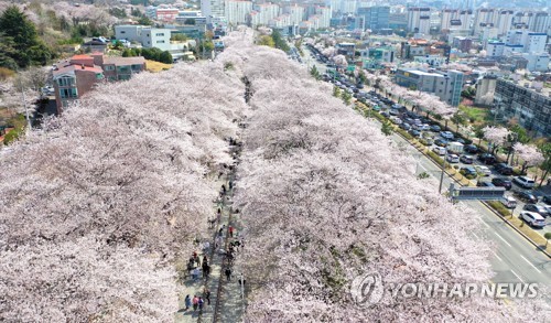 벚꽃·산해진미, 상춘객 유혹한다…전국 봄축제 4년 만에 봇물