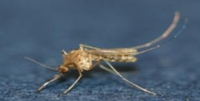 경북서도 올해 첫 일본뇌염 매개 모기 발견