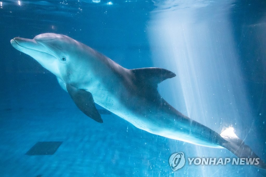 해수부, 남방큰돌고래 '비봉이' 방류 계획 발표