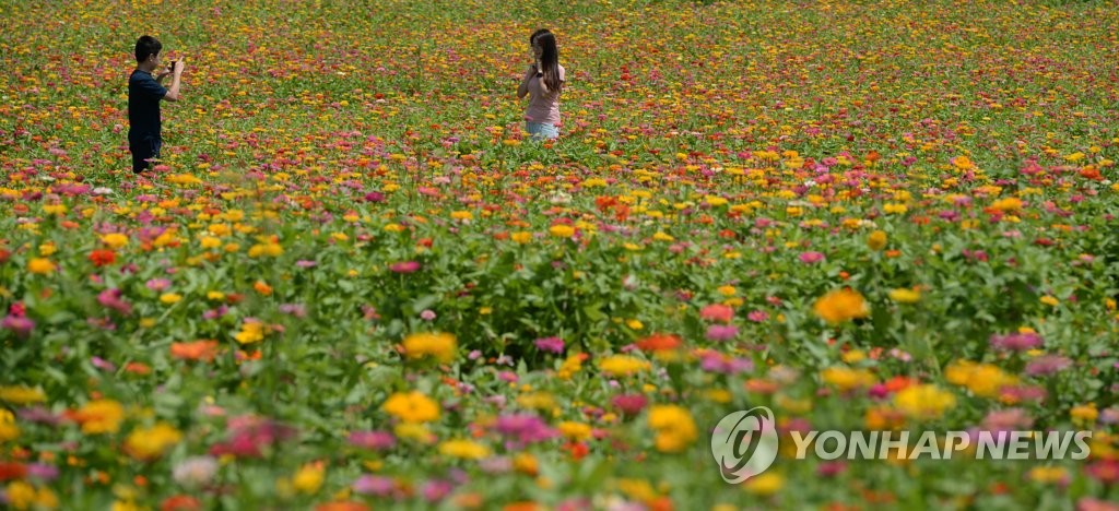 花畑に秋の気配 聯合ニュース