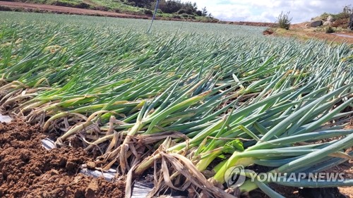 [태풍 힌남노] 추석 앞두고 전남권 농어업 피해 현실화